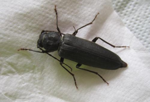 Arhopalus ferus